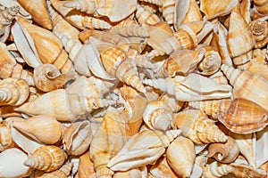 Several seashells on the beach.