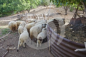 Several sheep in the barn