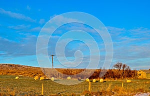 Several sheep grazing on a farm at sunset