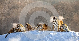 Several siberian tigers on a snowy hill against the background of winter trees. China. Harbin.