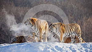 Several siberian tigers on a snowy hill against the background of winter trees. China. Harbin. Mudanjiang province.