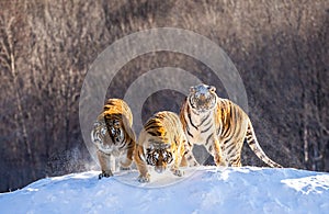 Several siberian tigers on a snowy hill against the background of winter trees. China. Harbin. Mudanjiang province.