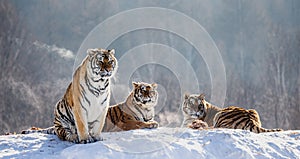 Several siberian tigers on a snowy hill against the background of winter trees. China. Harbin. Mudanjiang province.