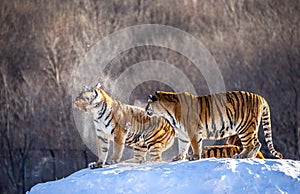 Several siberian tigers are standing on a snow-covered hill and catch prey. China. Harbin. Mudanjiang province. Hengdaohezi park.