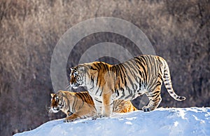 Several siberian tigers are standing on a snow-covered hill and catch prey. China. Harbin. Mudanjiang province. Hengdaohezi park.