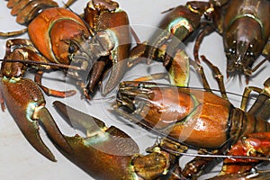 Several signal crayfish in a water tank