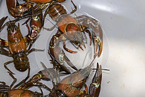 Several signal crayfish in a water tank