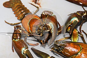 Several signal crayfish in a water tank