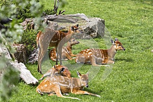 Several sitatunga
