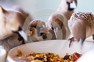 several small birds eating from a bowl full of cereals