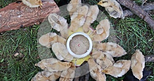 Several small chickens are eating from a special feeder in countryside farm.