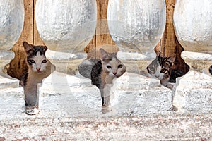 Several small kittens living in the basement