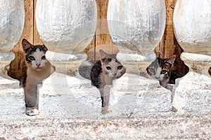 Several small kittens living in the basement