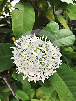Several small white flowers form a bouquet