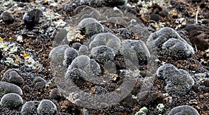 Several species of lichen growing on rocks.