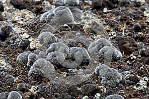 Several species of lichen growing on rocks.