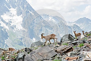 Several specimens of ibex graze in the national park reserve in the mountains. Close-up of mountain goats. A family of mountain