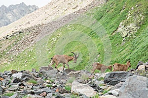 Several specimens of ibex graze in the national park reserve in the mountains. Close-up of mountain goats. A family of mountain