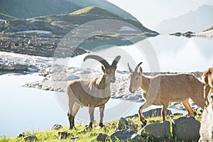 Several specimens of ibex graze in the national park reserve in the mountains. Close-up of mountain goats. A family of mountain