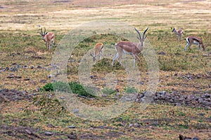 Several specimens of Thompson`s gazelle in the grassland of the Ngorongoro Conservation Area. Safari concept. Tanzania. Africa