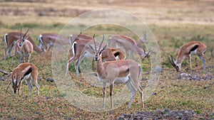 Several specimens of Thompson`s gazelle in the grassland of the Ngorongoro Conservation Area. Safari concept. Tanzania. Africa