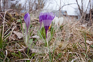 Several spring flowers. Crocus vernus.