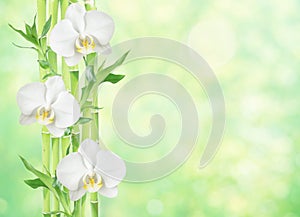Lucky Bamboo and white orchid flowers on natural background