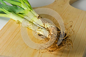 Several stems of onion plants with their roots and leaves