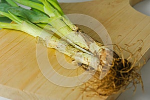 Several stems of onion plants with their roots and leaves