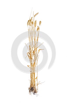 Several stems of wheat with spikelet on a light background