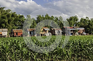 Several stilt houses stand on the edge of a field in Cambodia photo