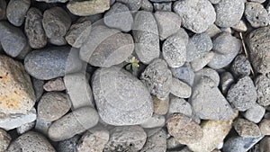 several stones scattered on the ground