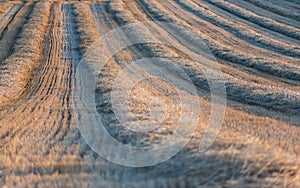 Several straw swaths, with wheat stubble in between