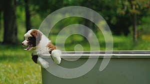 Several stubborn puppies are trying to get out of the basket. Funny video with pets