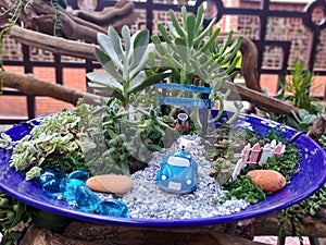 Several succulents and a cute dog figurine driving a car in a beautiful blue porcelain plate