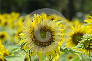 Several sunflowers in the blurred background