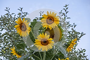 Several sunflowers on a summer`s day