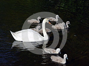 Several Swans Swimming photo