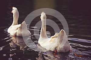 Several swans swimming in the water