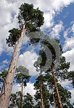 Several tall pine trees seen from below reaching towards a cloudy blue sky