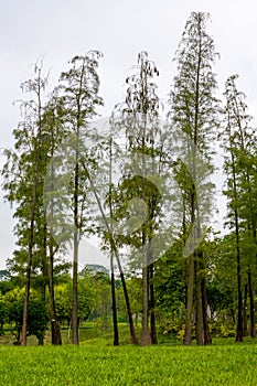 Several tall slender trees in the park
