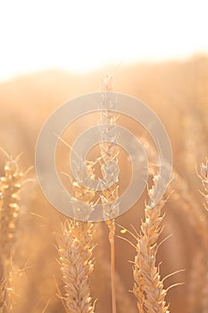 Several tall wheat ears that stretch out to the sky under the backlight, hot summer evening.