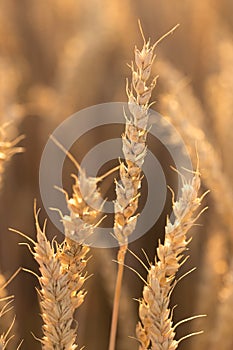 Several tall wheat ears that stretch out to the sky under the backlight, hot summer evening.