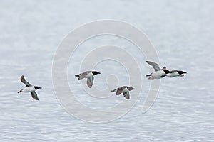 Several thick-billed murre birds Uria lomvia in flight