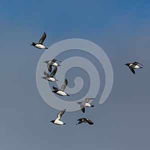 Several thick-billed murre birds Uria lomvia flying, blue sky,