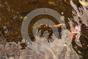 Several tilapia fish or Oreochromis mossambicus.