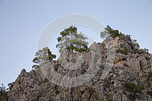 Several trees high on the rock above