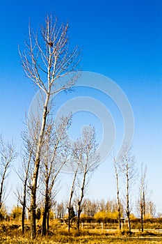 several trees at outskirts