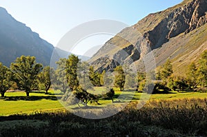 Several trees in a picturesque summer valley surrounded by high mountains