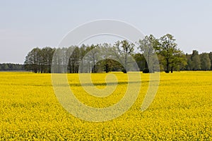 Several trees among the rapeseed field